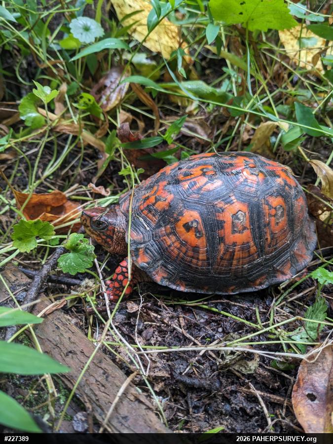 Eastern Box Turtle