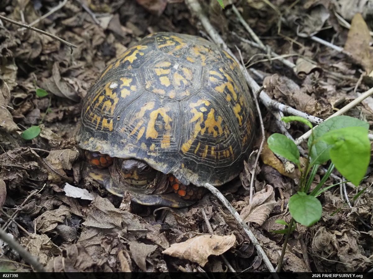 Eastern Box Turtle