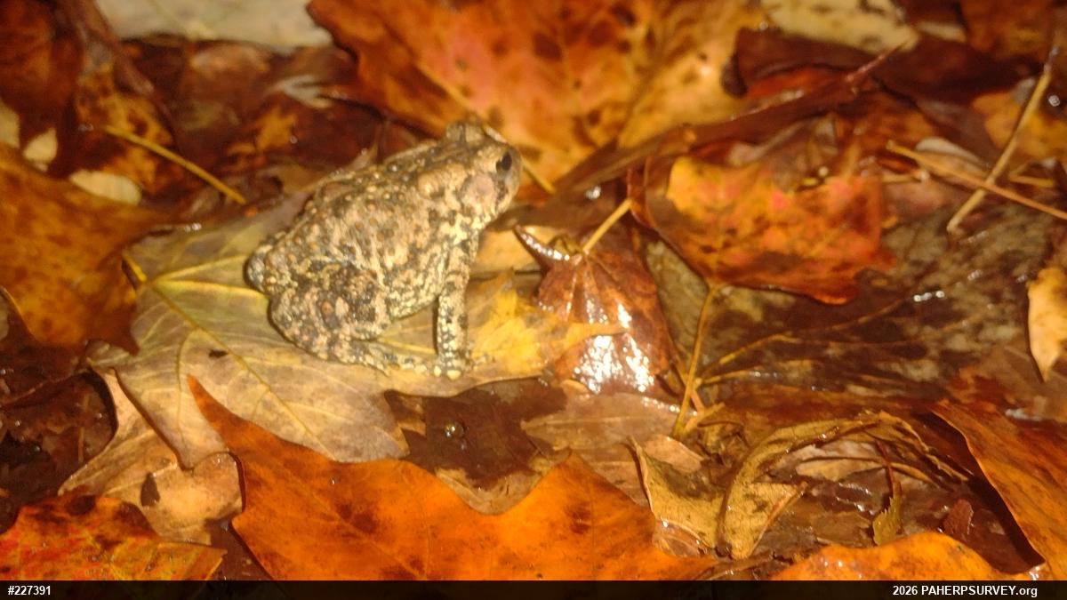 Eastern American Toad