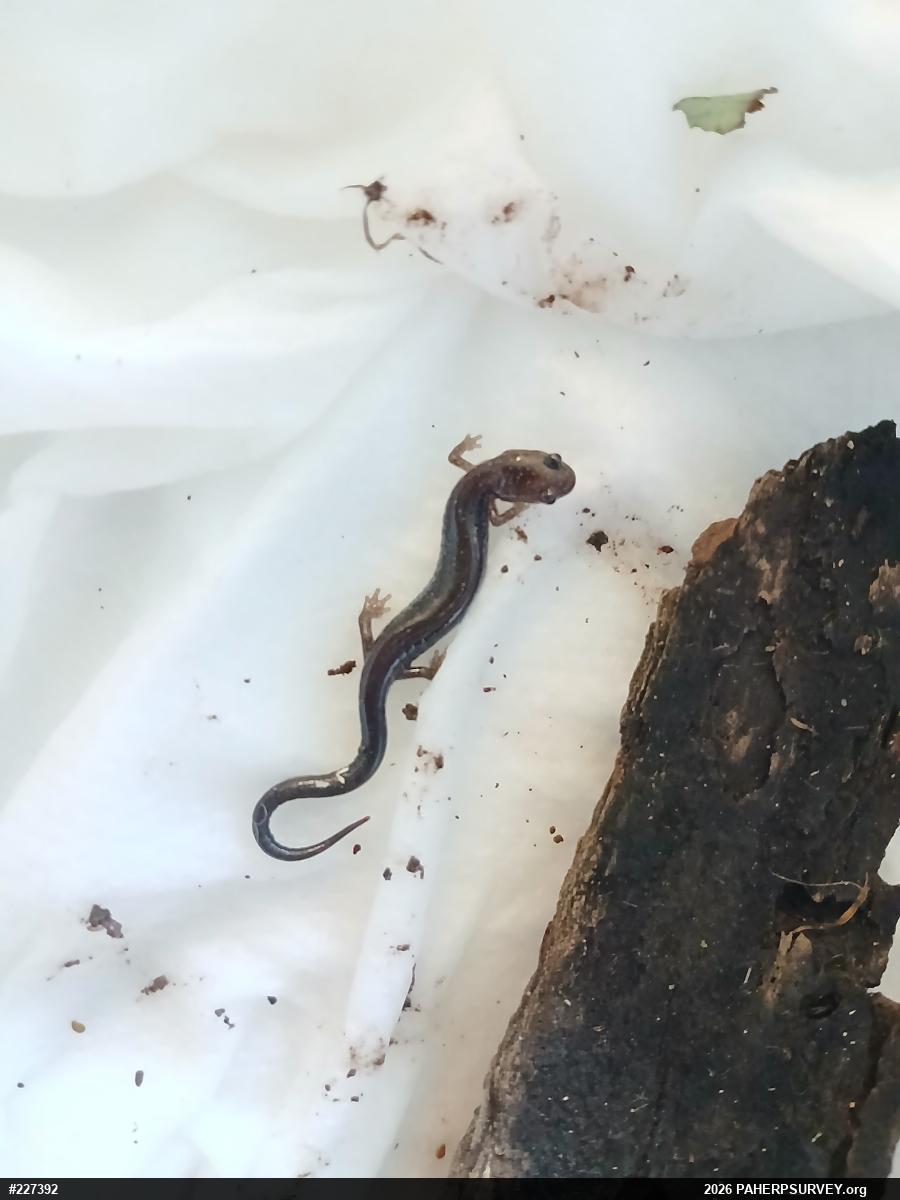 Eastern Red-backed  Salamander
