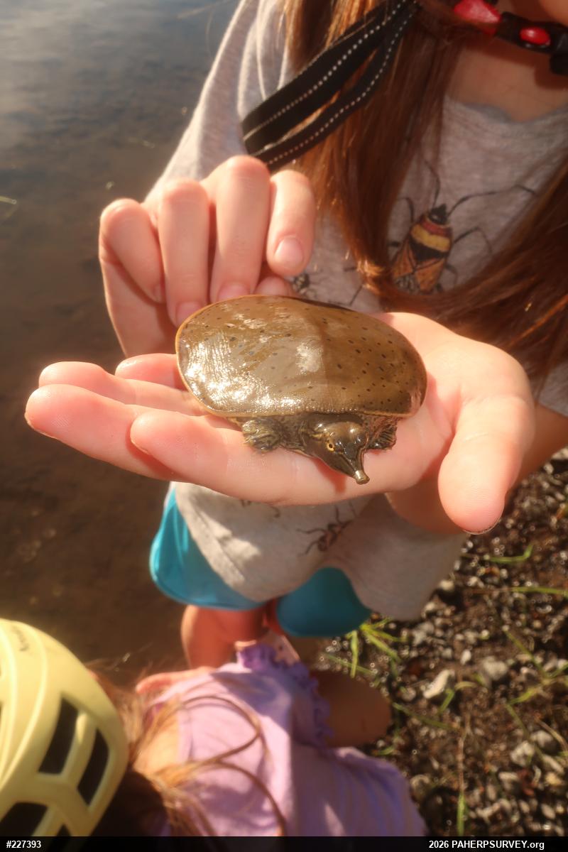 Eastern Spiny Softshell