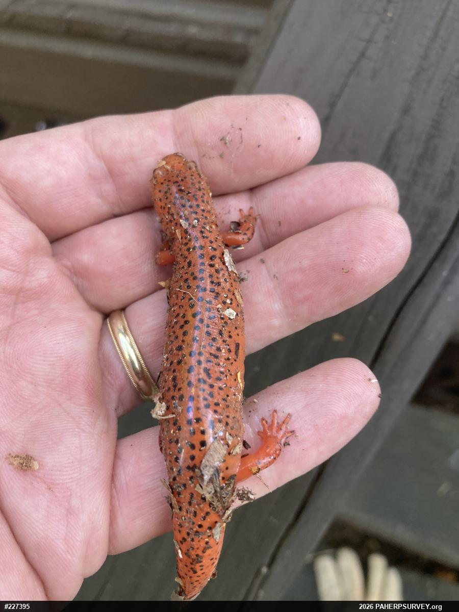 Northern Red Salamander