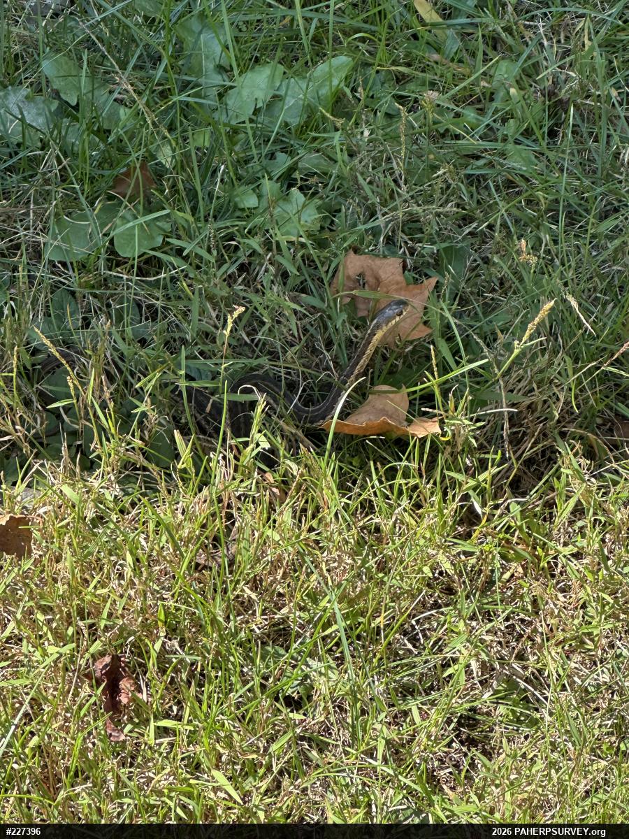 Eastern Gartersnake
