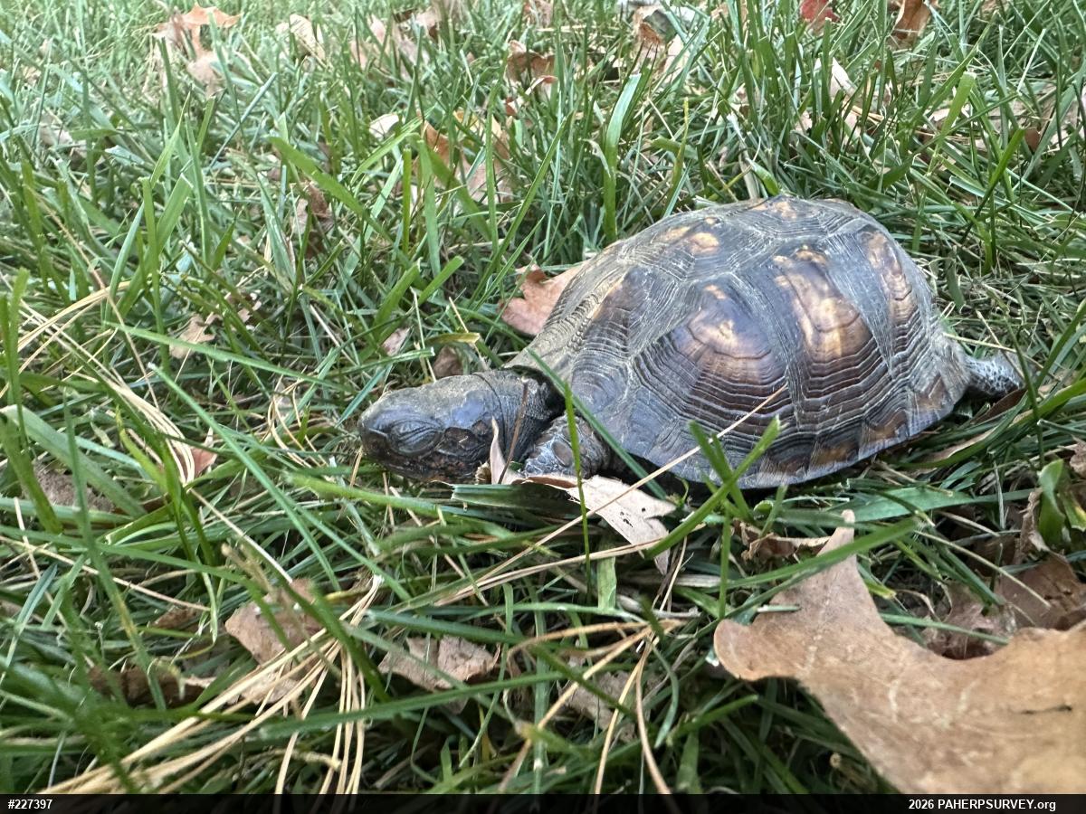 Eastern Box Turtle