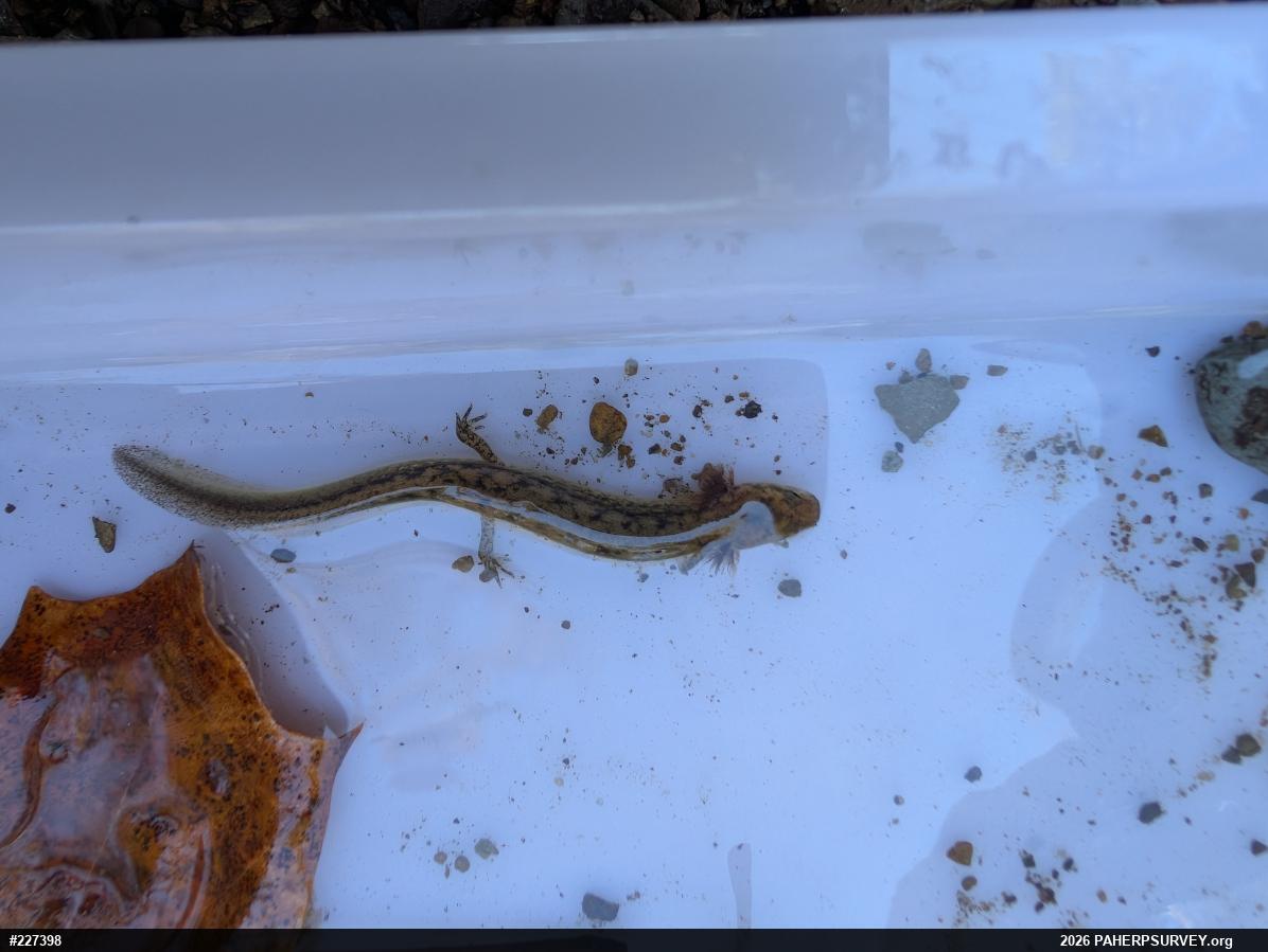 Northern Two-lined Salamander