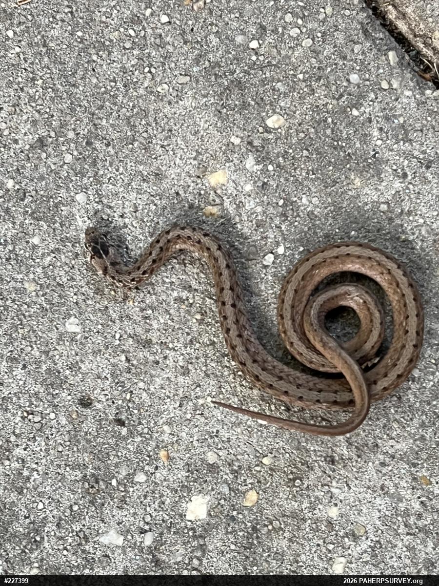 Dekay's Brownsnake