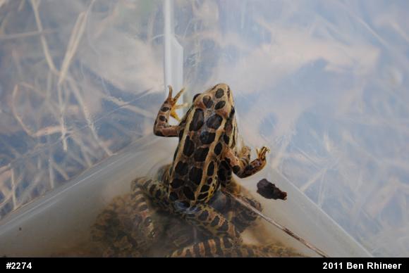Pickerel Frog