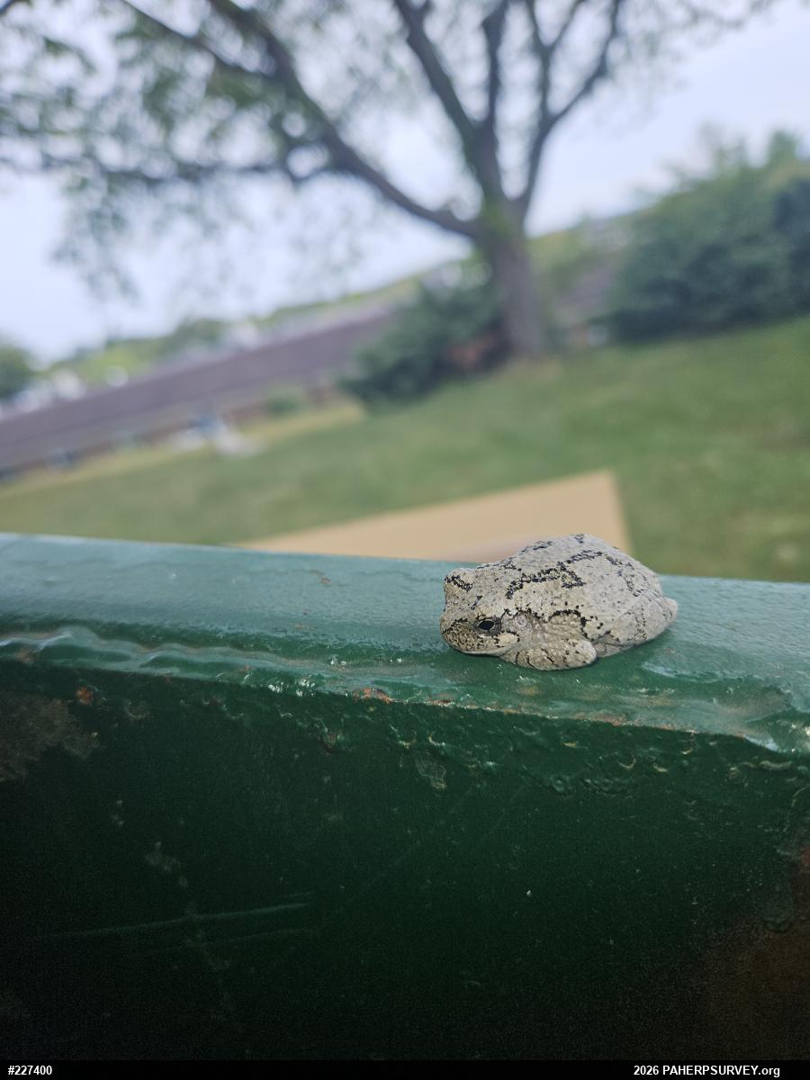 Unknown Gray Treefrog