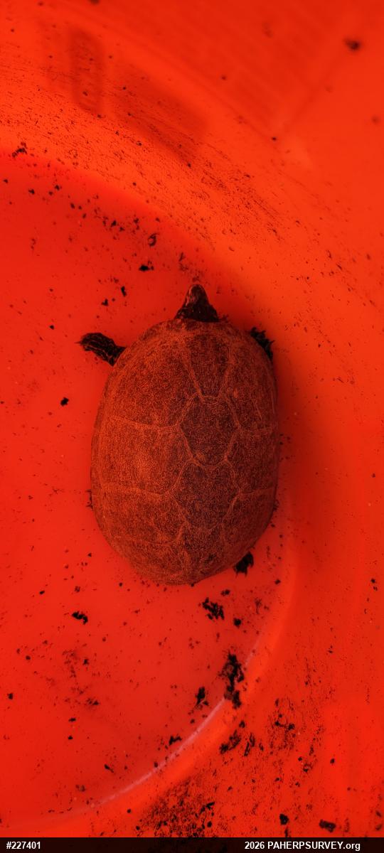 Eastern Musk Turtle
