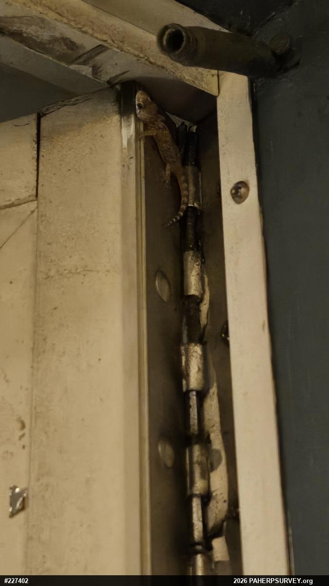 Mediterranean House Geckos