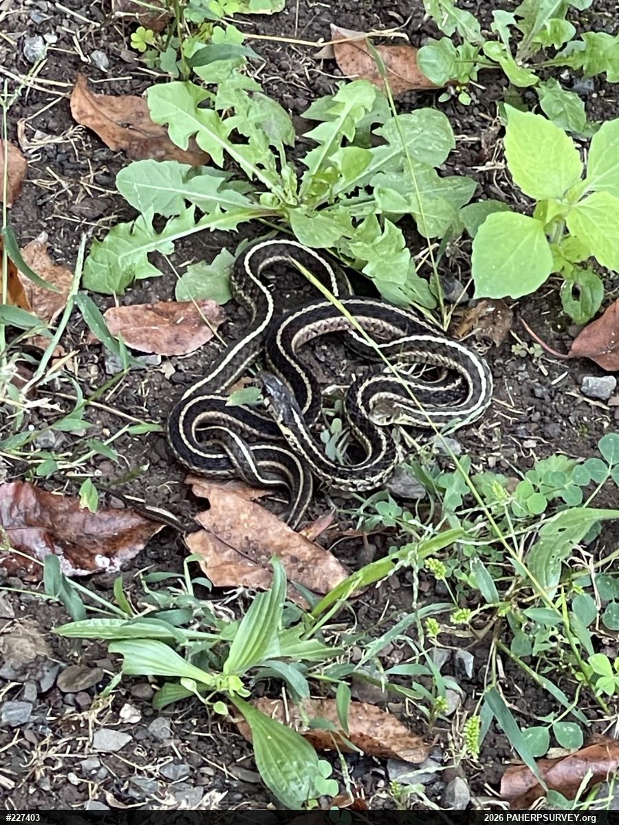 Eastern Gartersnake