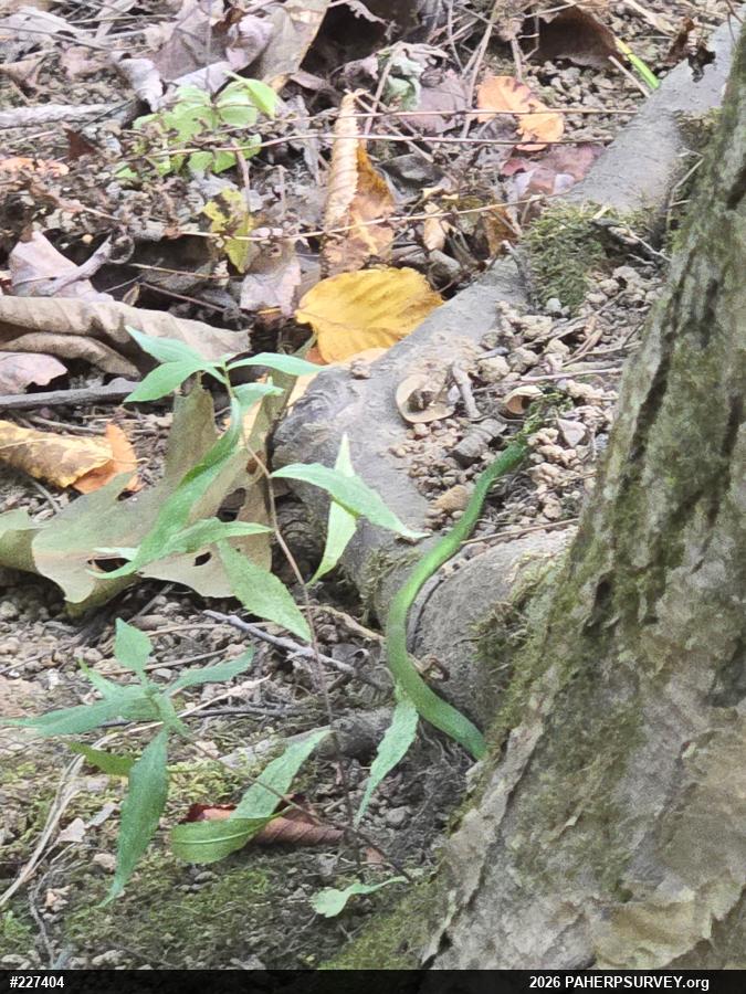 Smooth Greensnake
