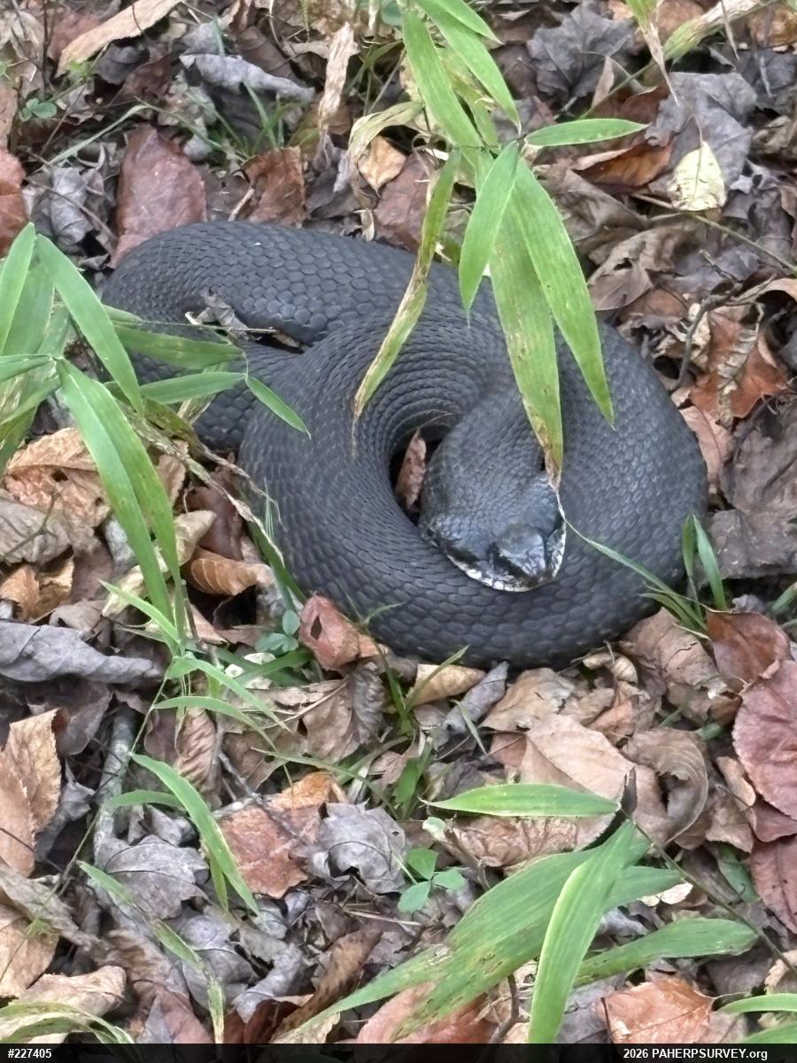 Eastern Hog-nosed Snake