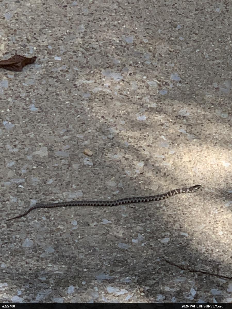 Northern Watersnake