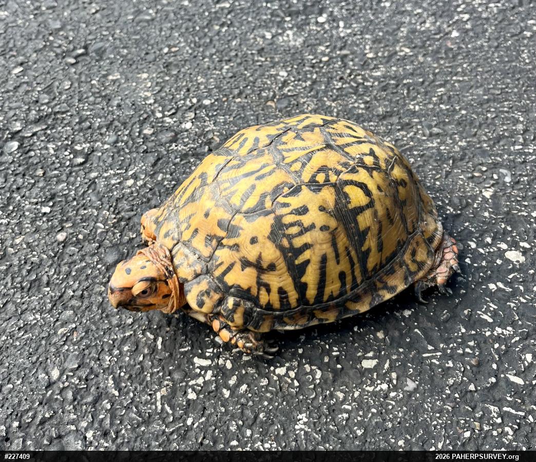 Eastern Box Turtle