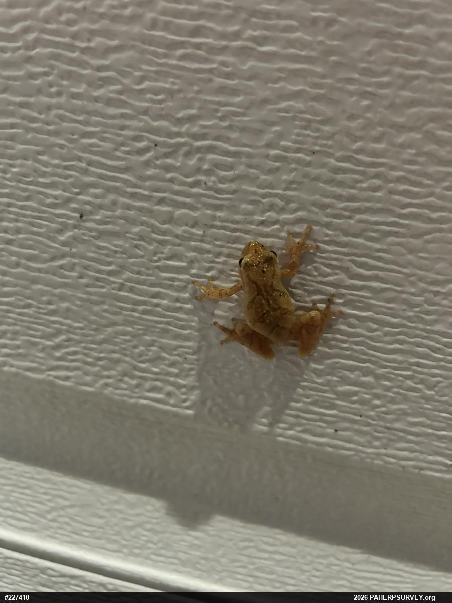 Spring Peeper