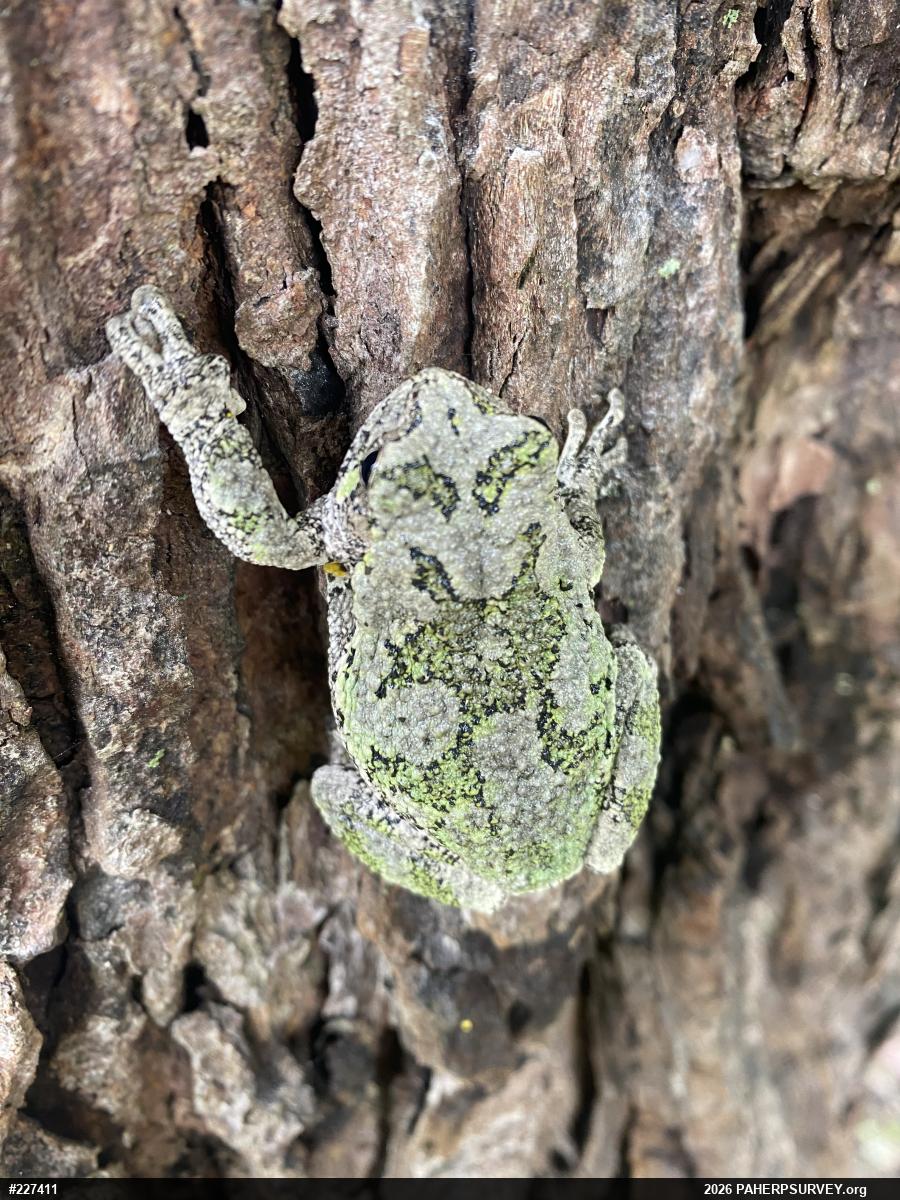 Unknown Gray Treefrog