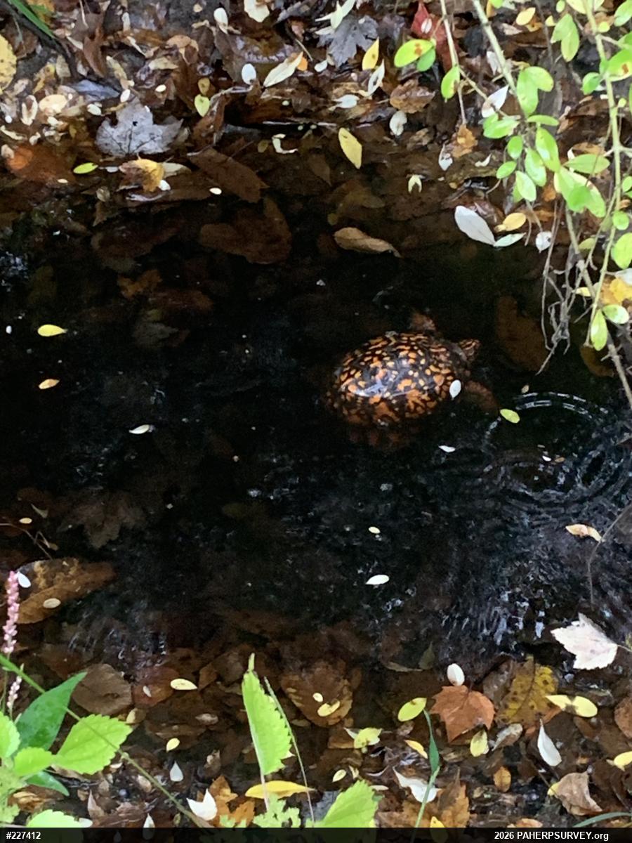 Eastern Box Turtle