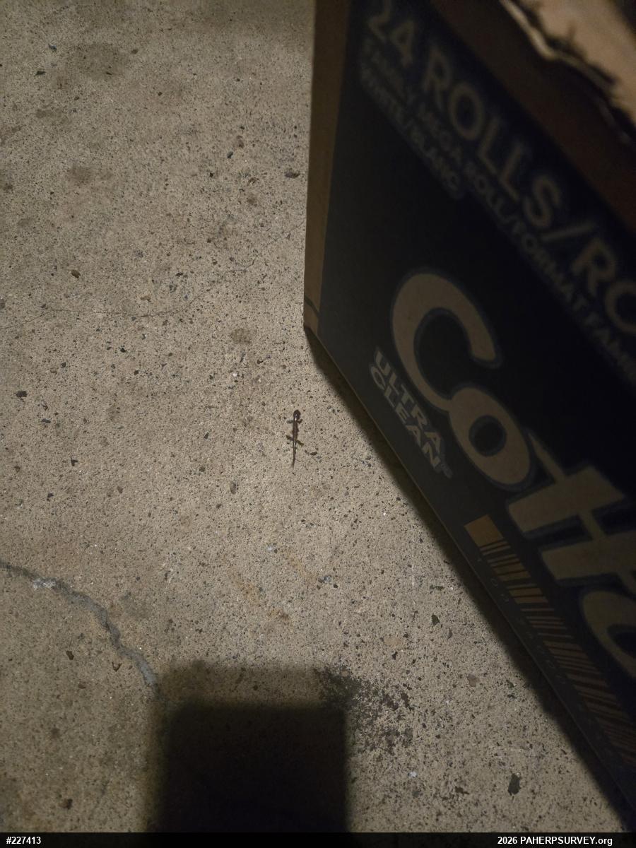 Eastern Red-backed  Salamander