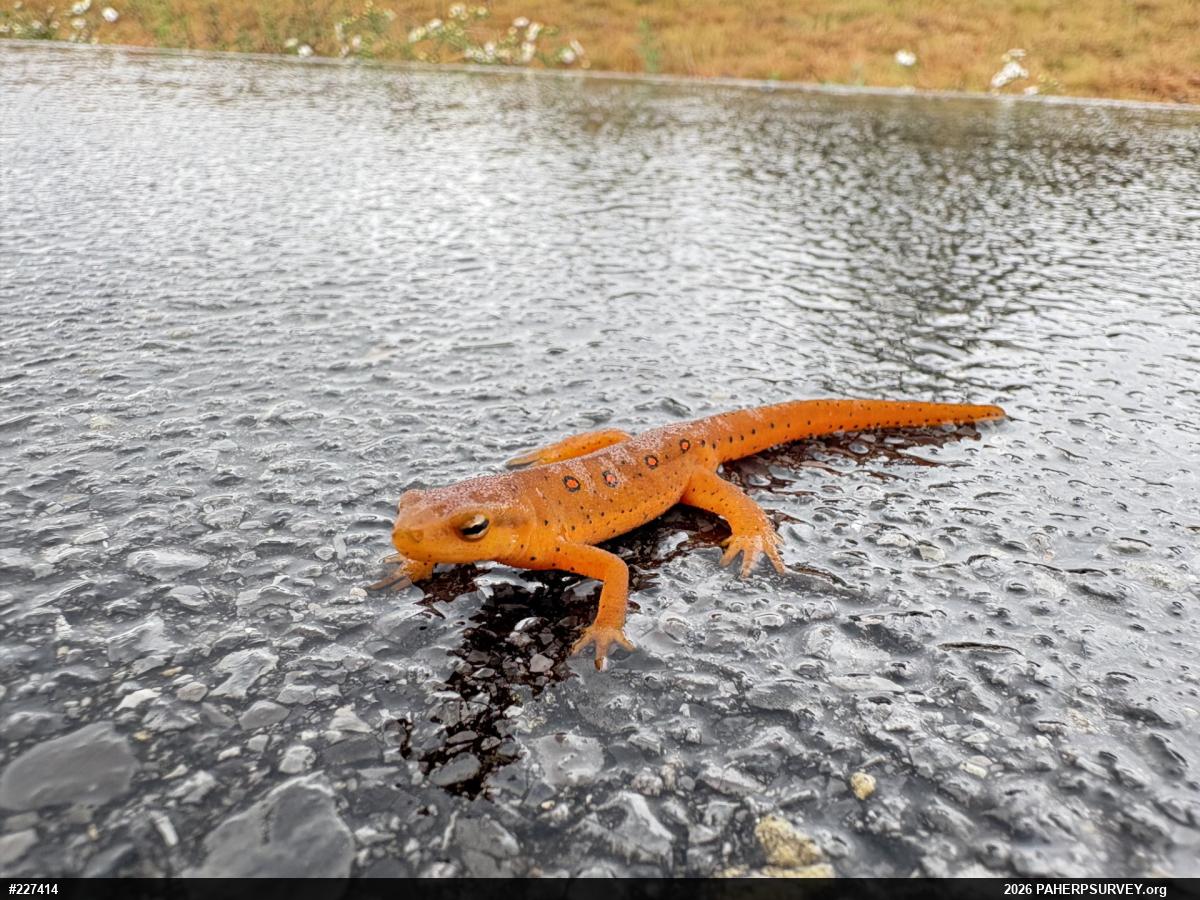 Red-spotted Newt