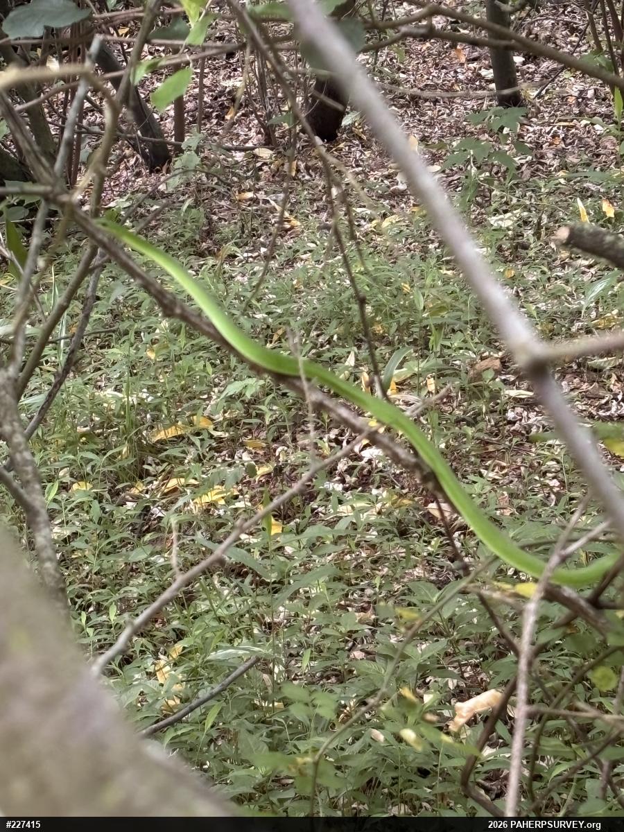 Smooth Greensnake