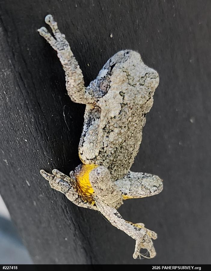 Unknown Gray Treefrog