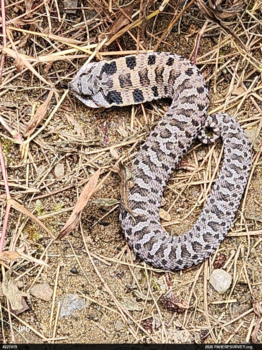 Eastern Hog-nosed Snake