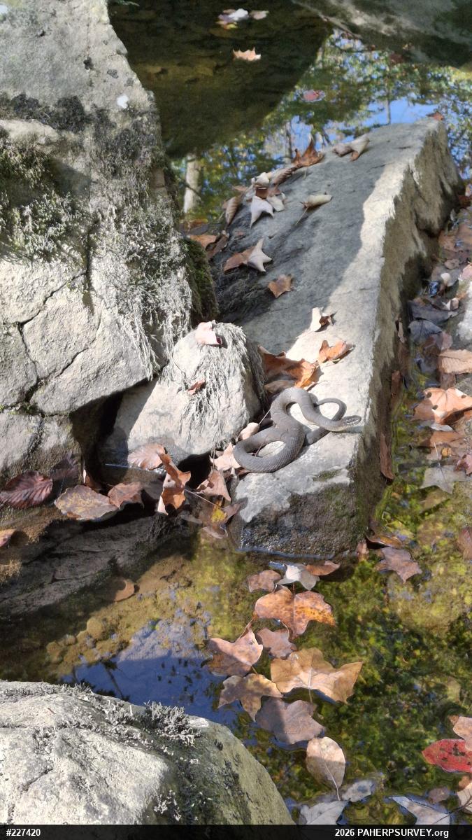 Northern Watersnake