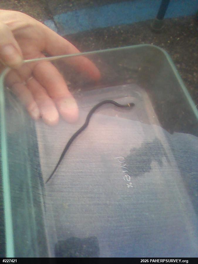 Northern Ring-necked Snake