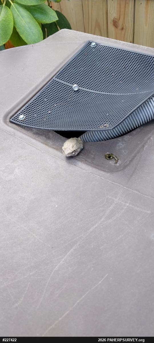 Unknown Gray Treefrog