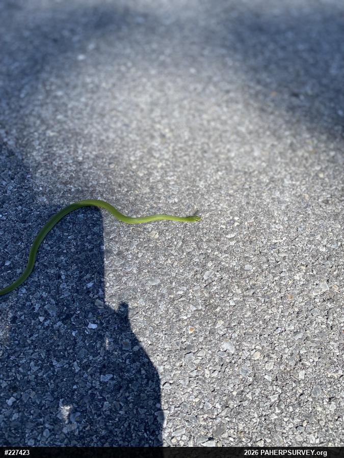 Smooth Greensnake
