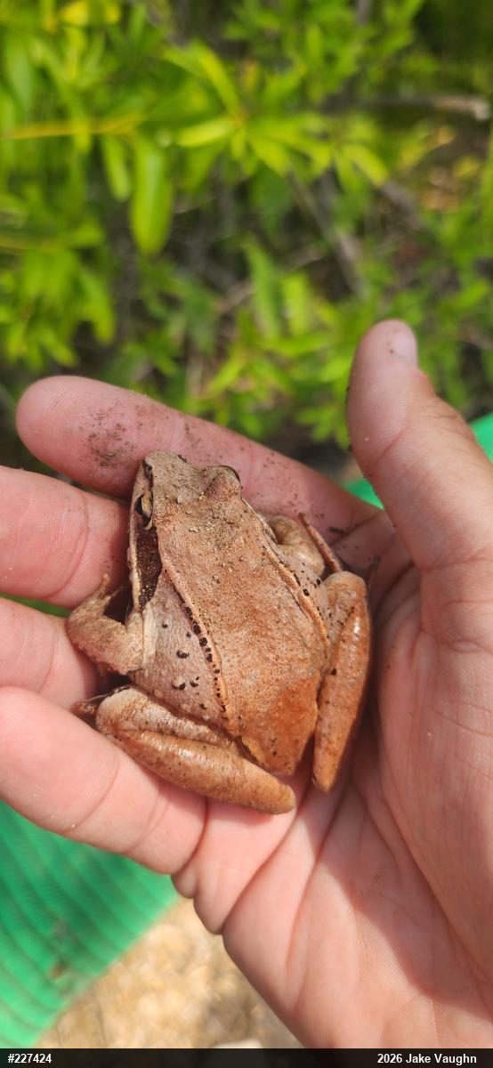 Wood Frog