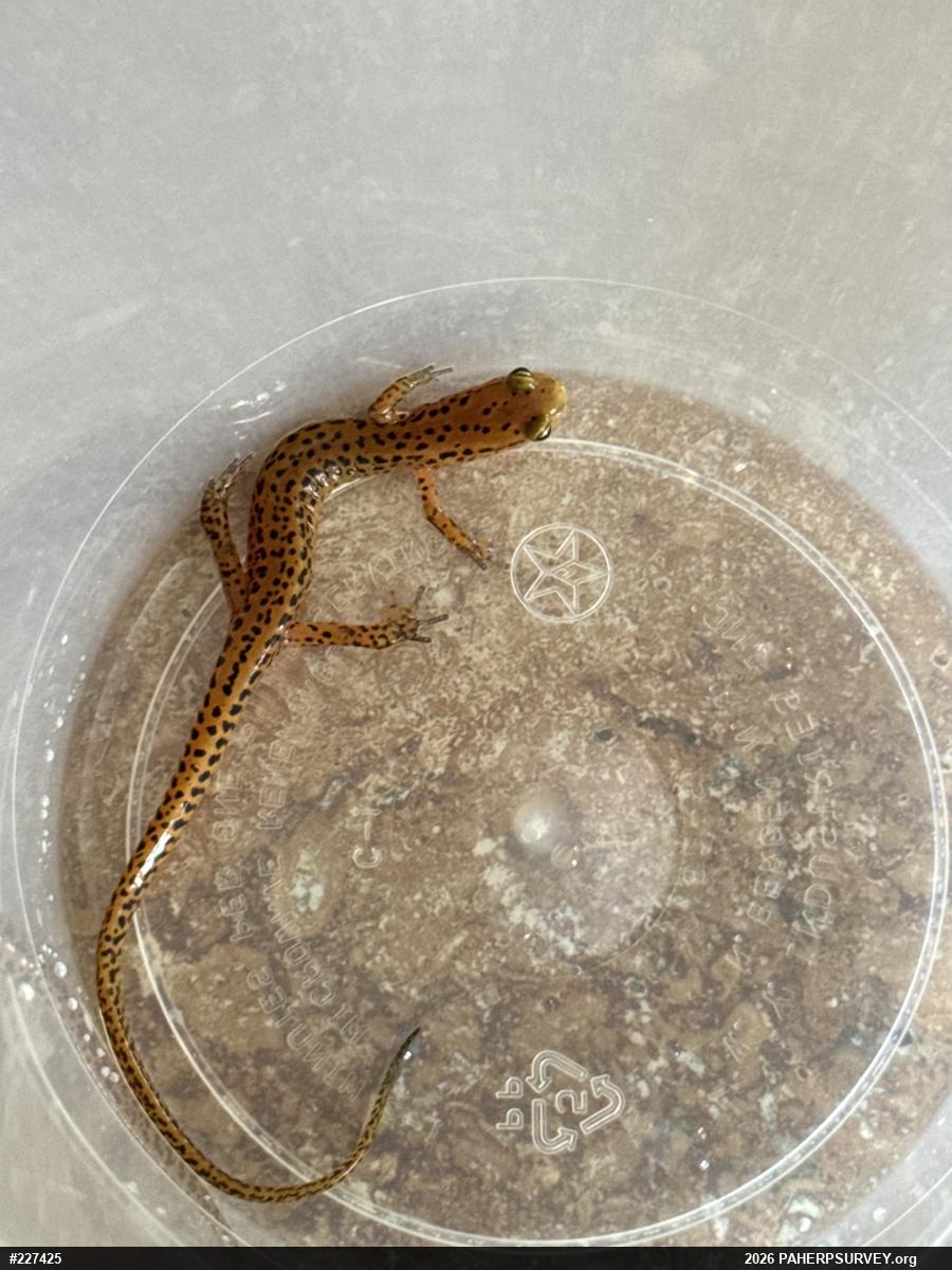 Eastern Long-tailed Salamander