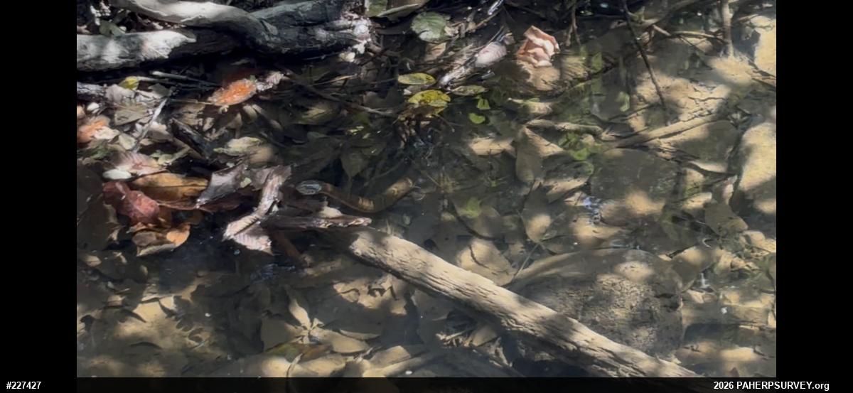 Northern Watersnake