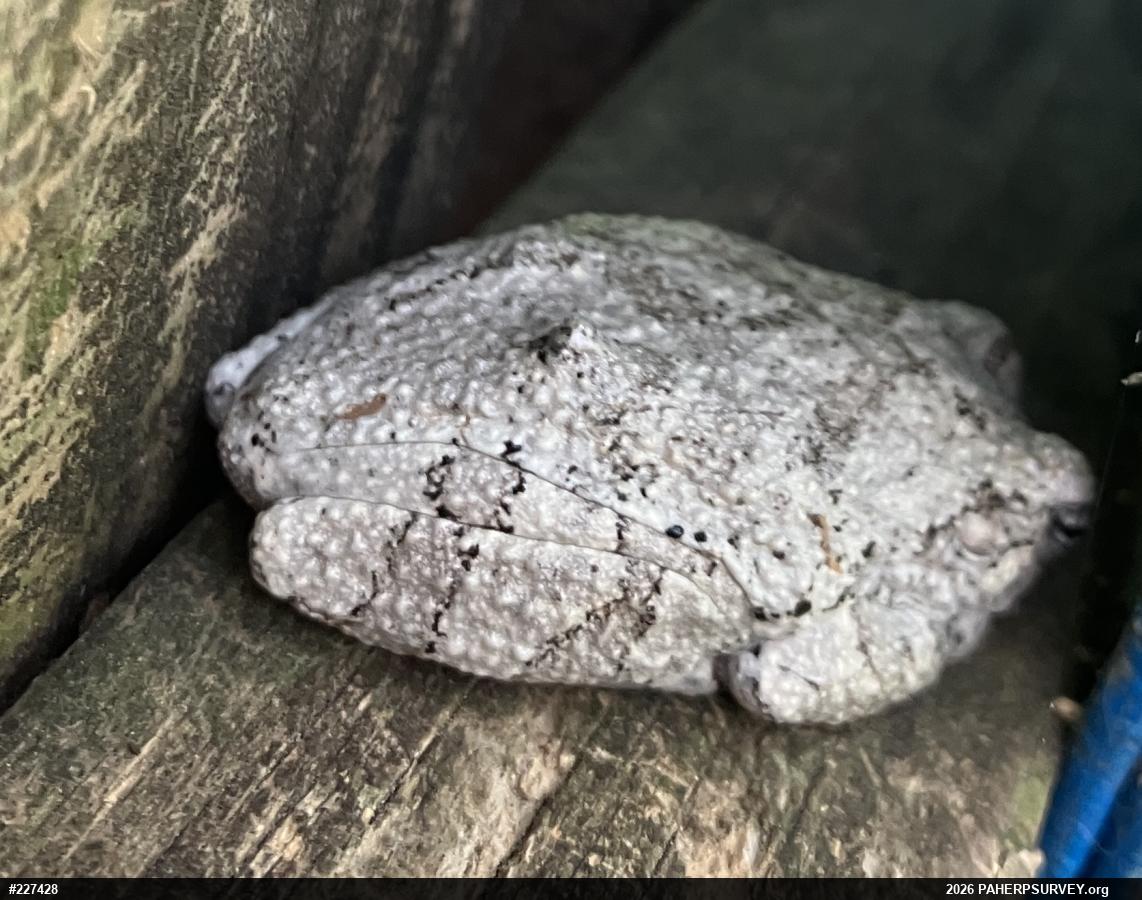Unknown Gray Treefrog
