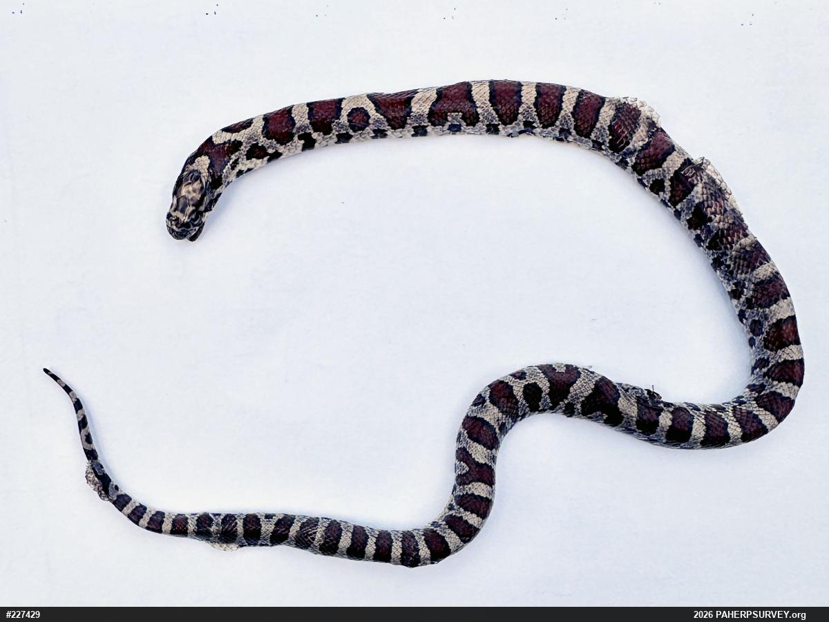 Eastern Milksnake