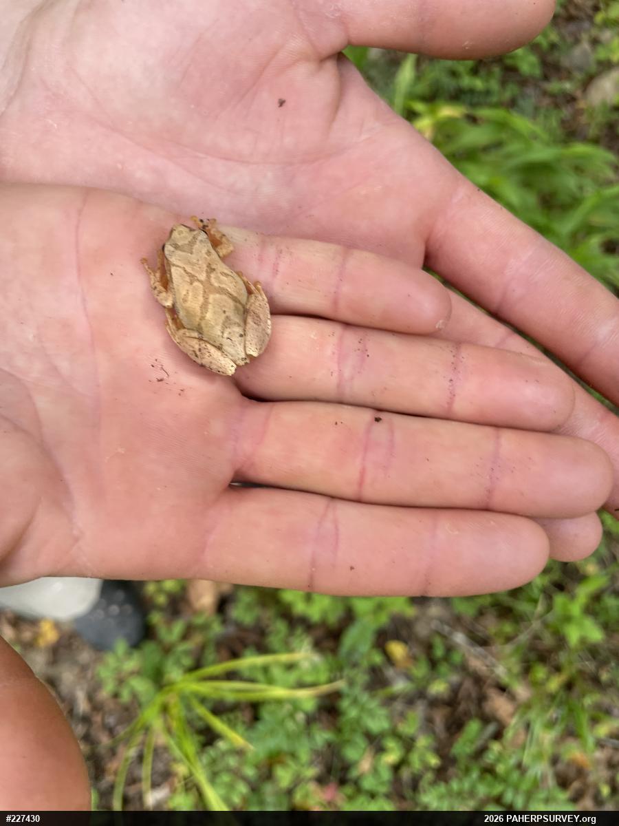 Spring Peeper