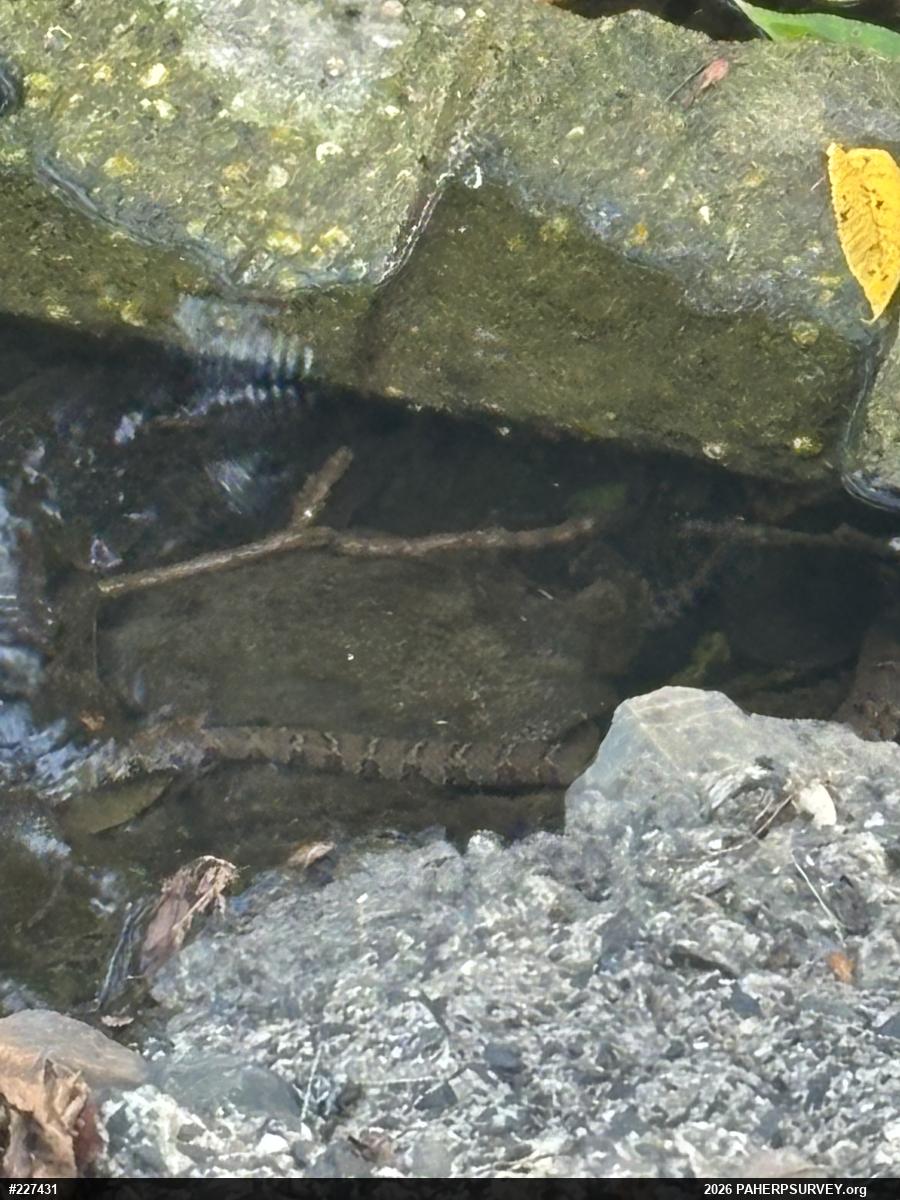 Northern Watersnake