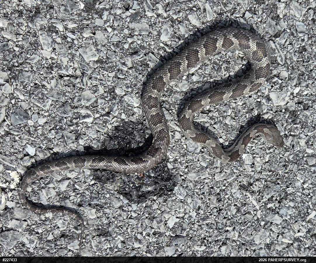 Eastern Ratsnake