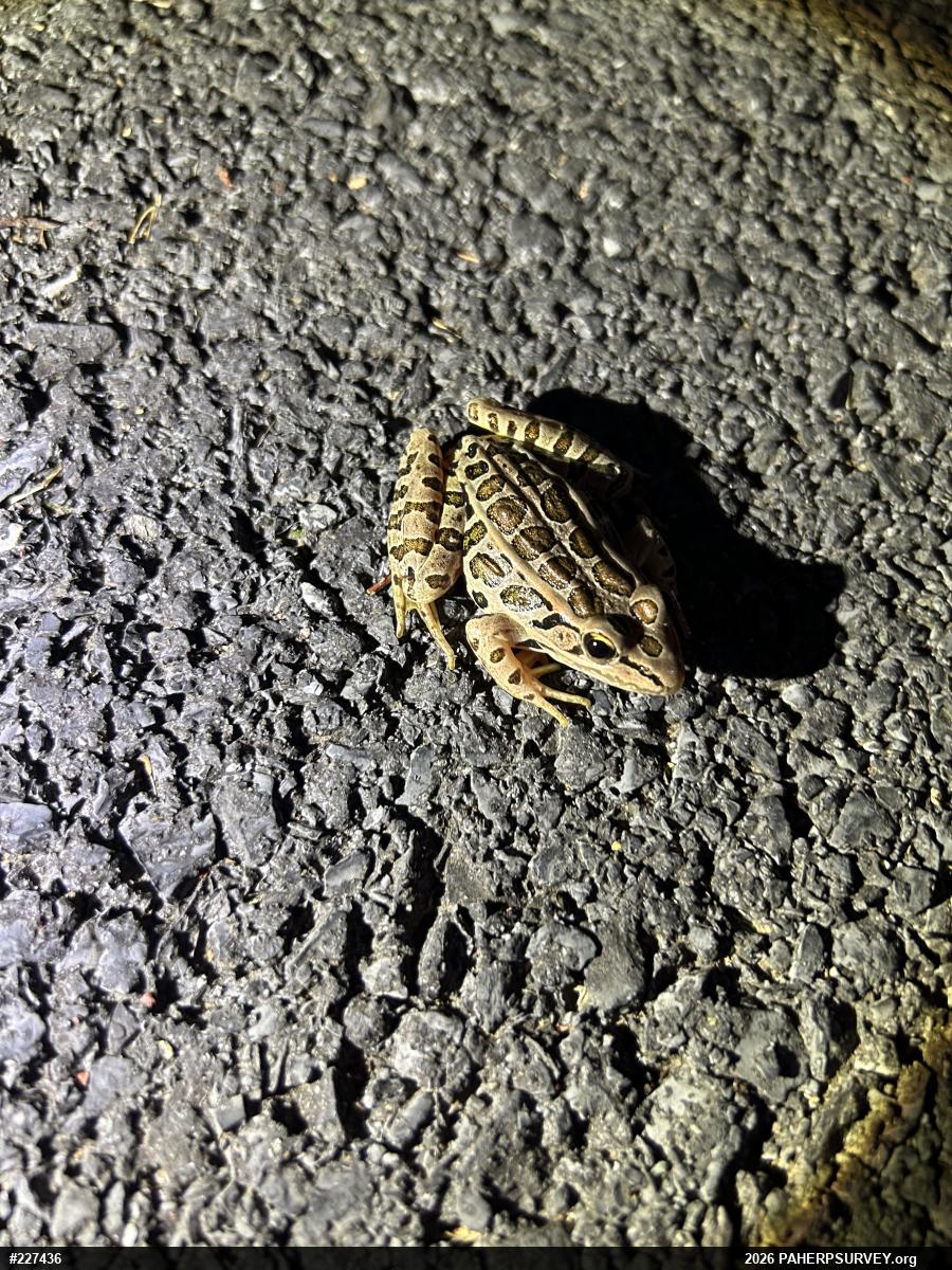 Pickerel Frog