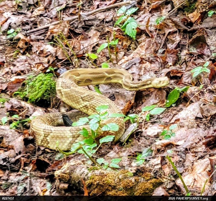 Timber Rattlesnake