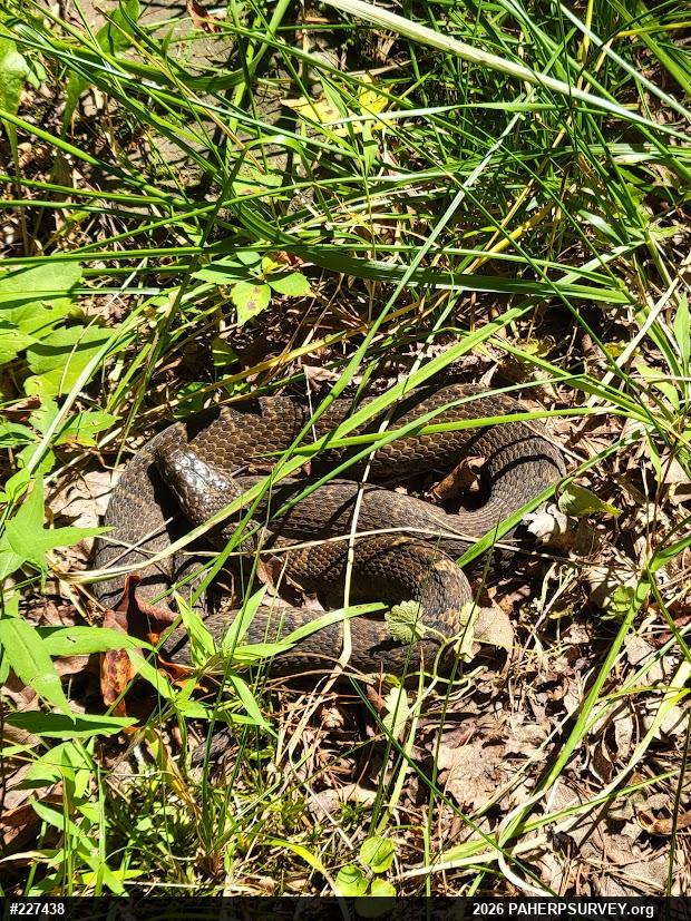 Northern Watersnake