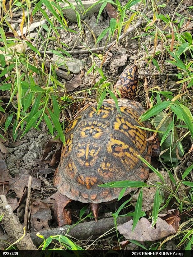 Eastern Box Turtle