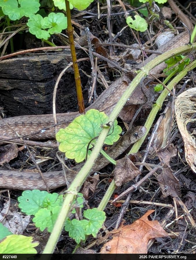 Dekay's Brownsnake