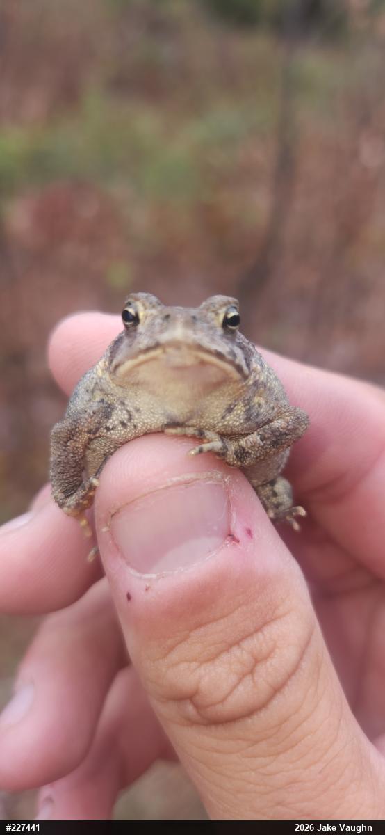 Eastern American Toad
