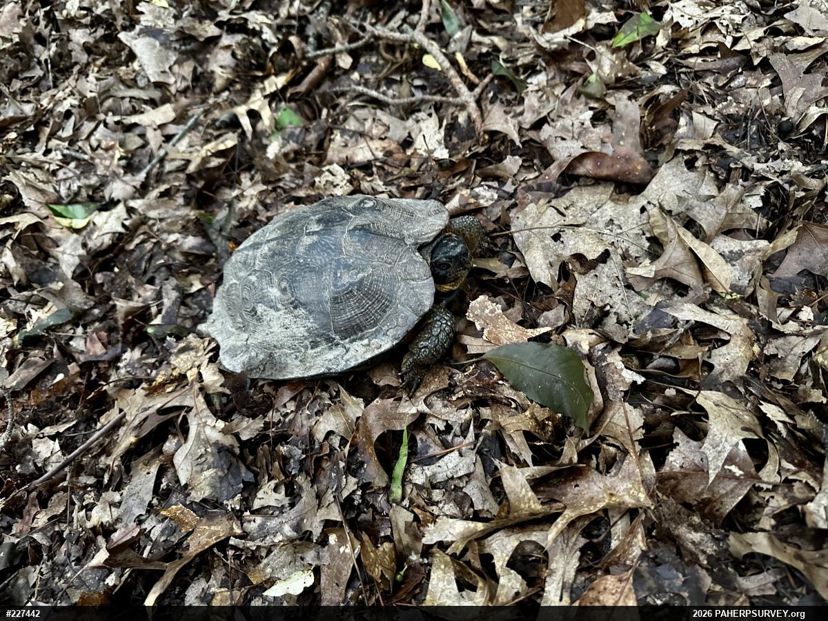 Wood Turtle