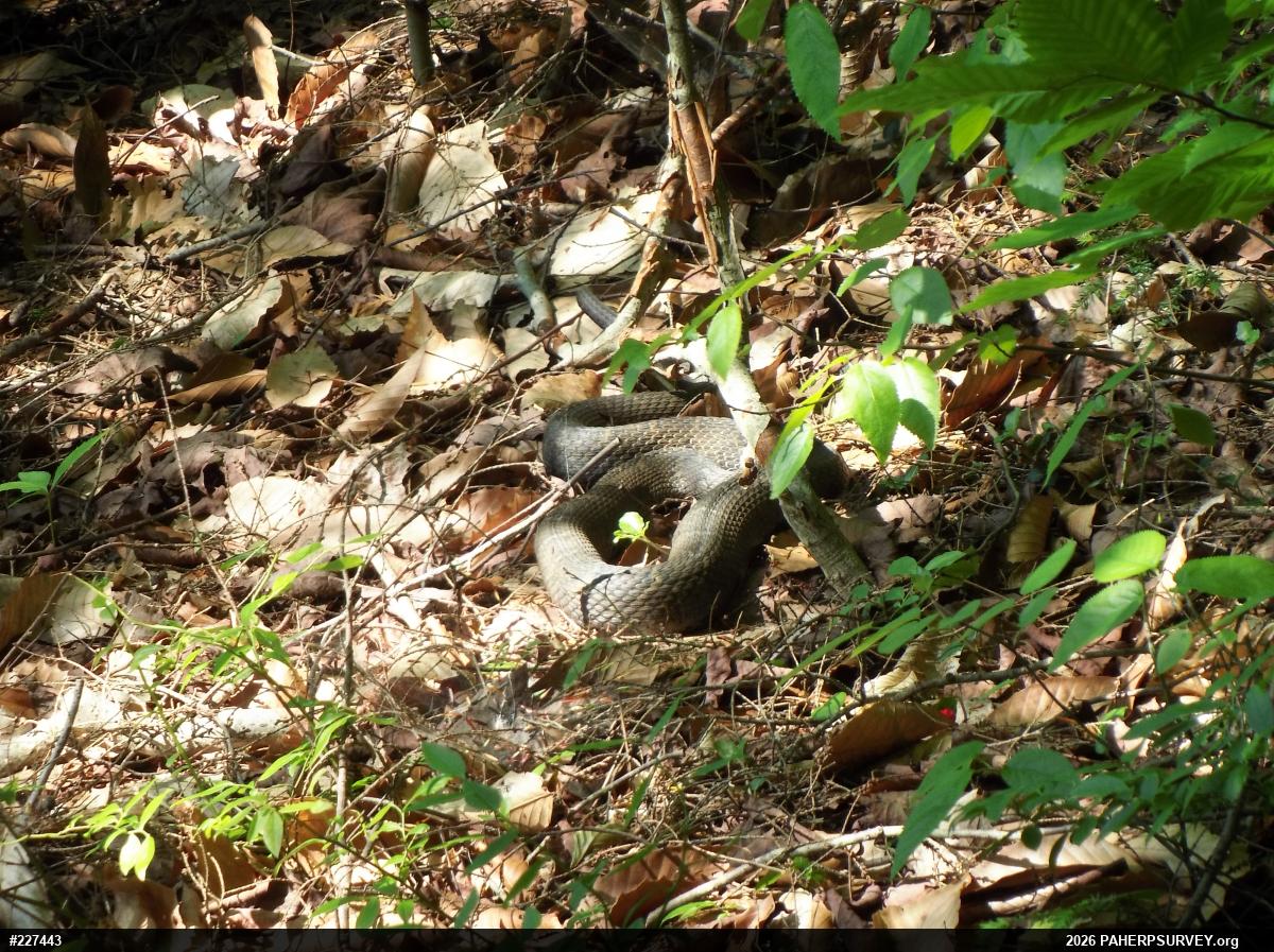 Northern Watersnake
