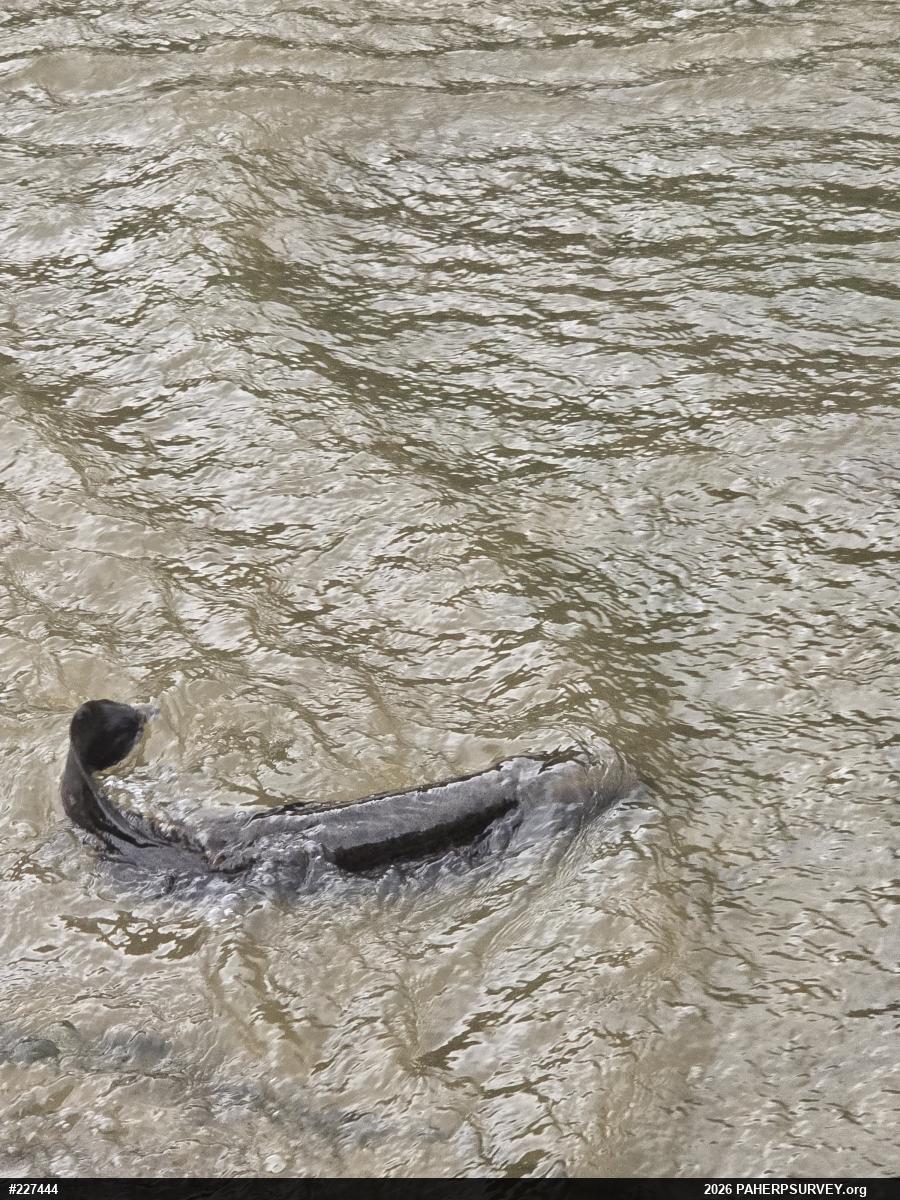 Common Mudpuppy