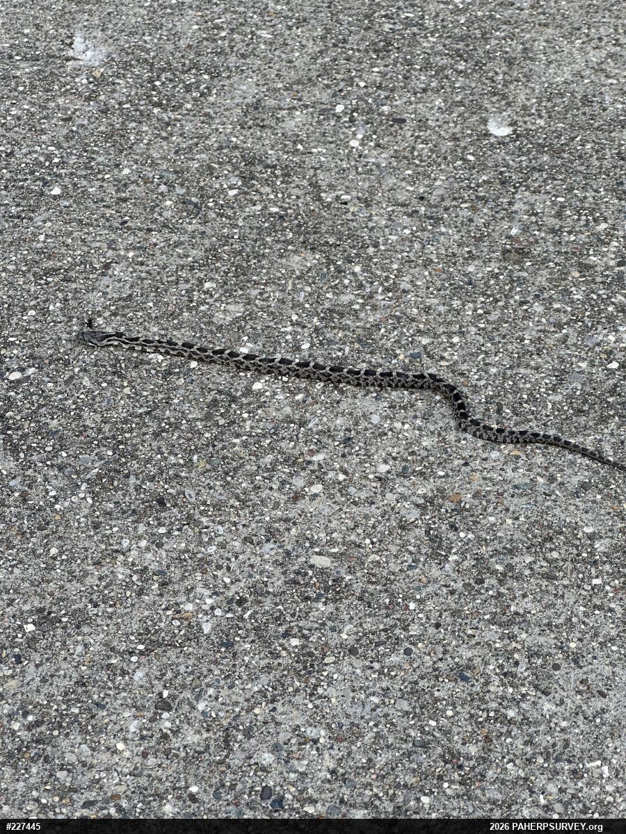 Eastern Ratsnake