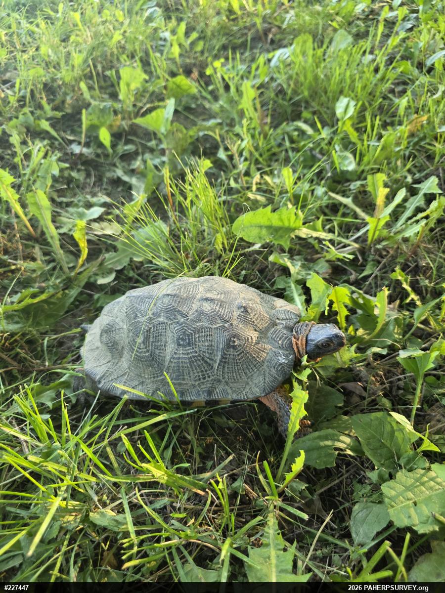Wood Turtle